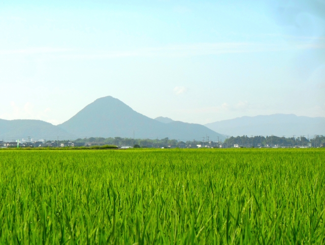 富士近江と田んぼ