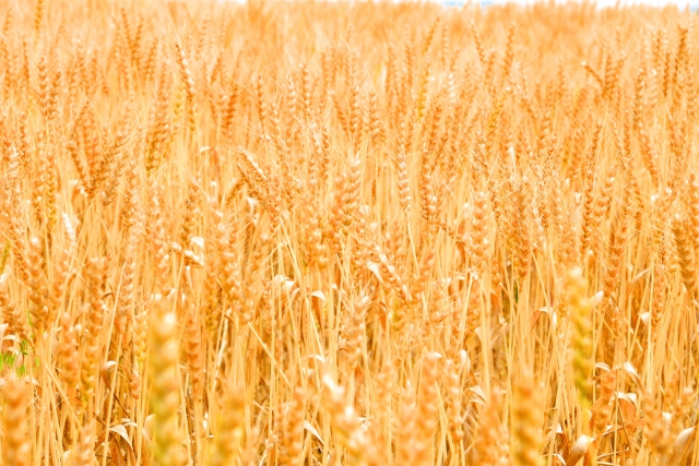 三重県の小麦畑