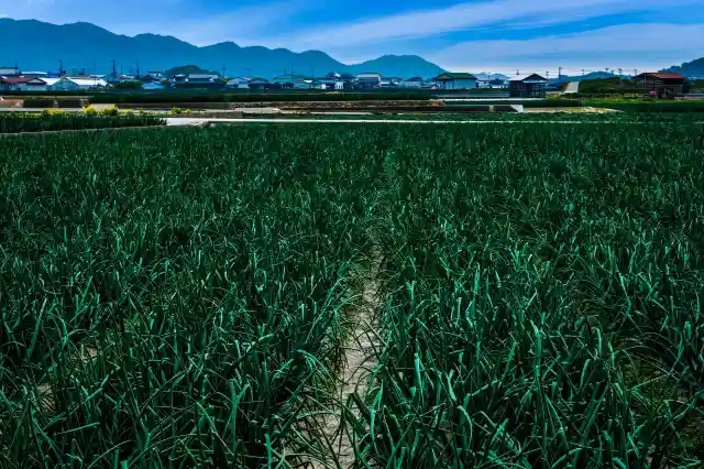 淡路島の玉ねぎ畑