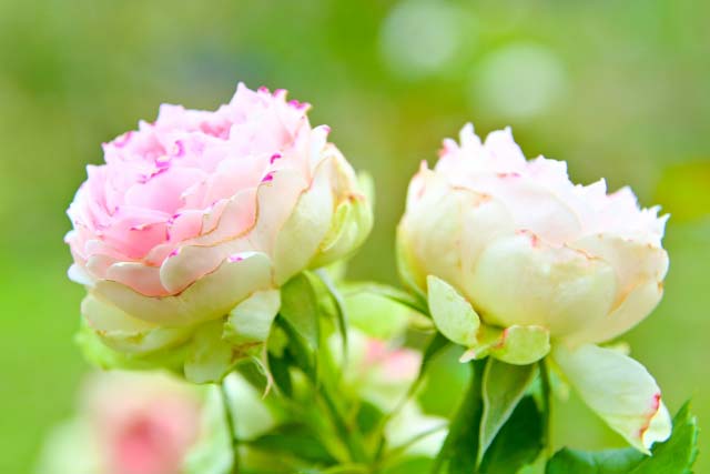 愛知県で栽培されているピンク色のバラ