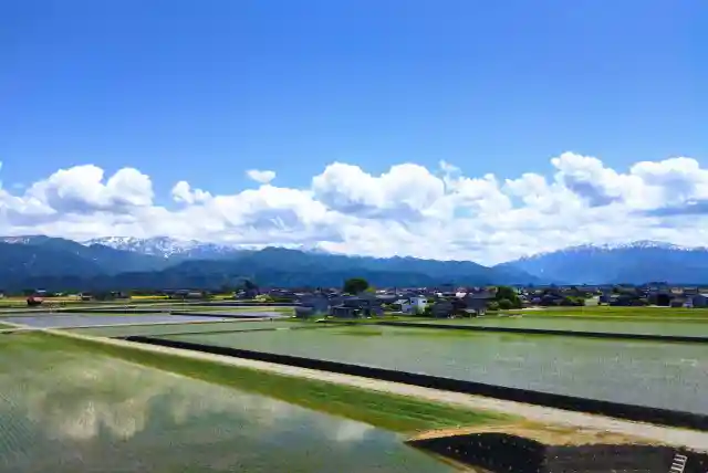富山県の水田風景