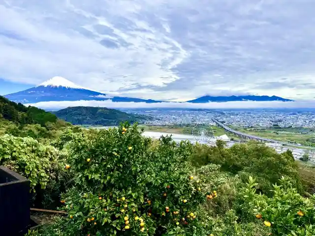 静岡県のみかん畑と富士山