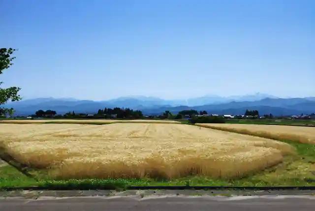 富山県の黄金色の麦畑と立山連峰