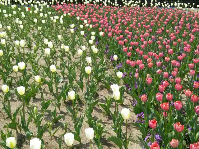 新潟県のチューリップ畑