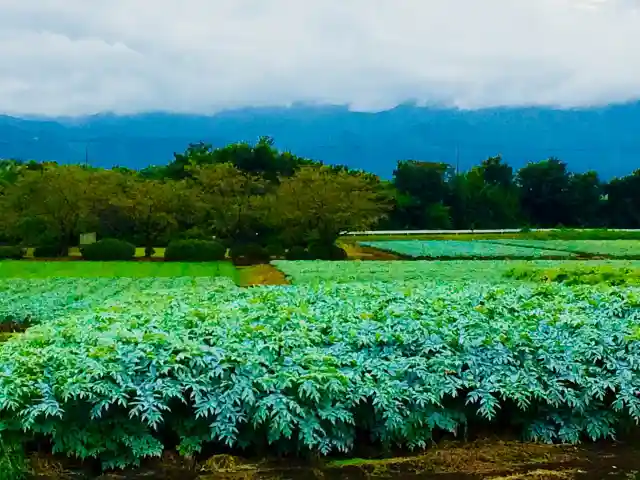 群馬県のこんにゃく芋畑