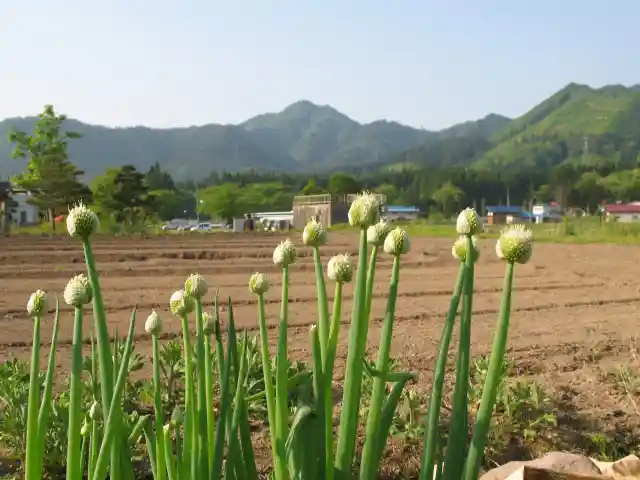 秋田県のネギ畑