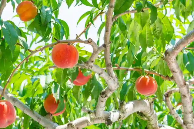 山梨県で栽培されている桃