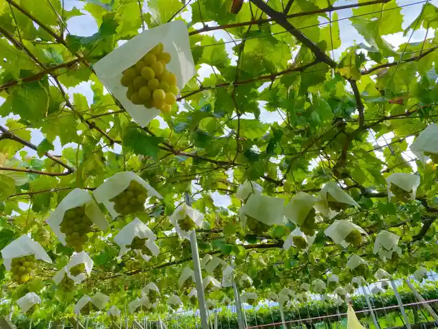 山梨県で栽培されているシャインマスカット