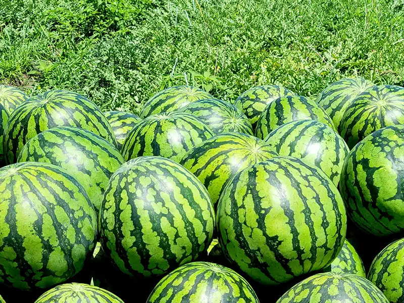 山形のスイカ畑