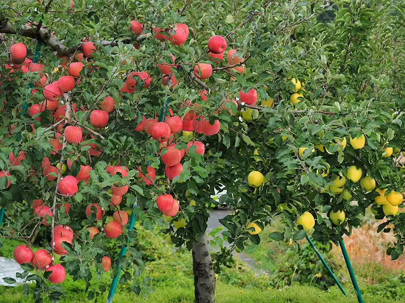 青森県のリンゴ農家