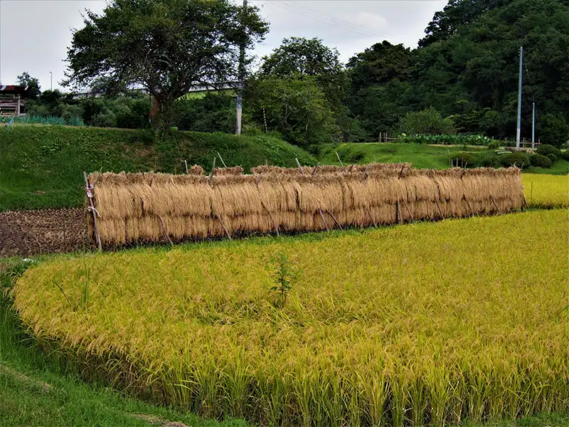 宮城県で行われる稲の天日干し