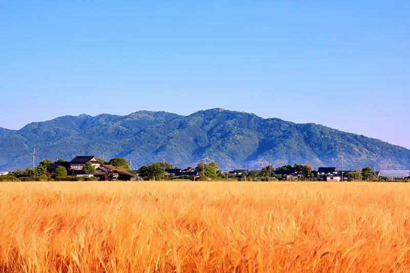 島根県の麦畑