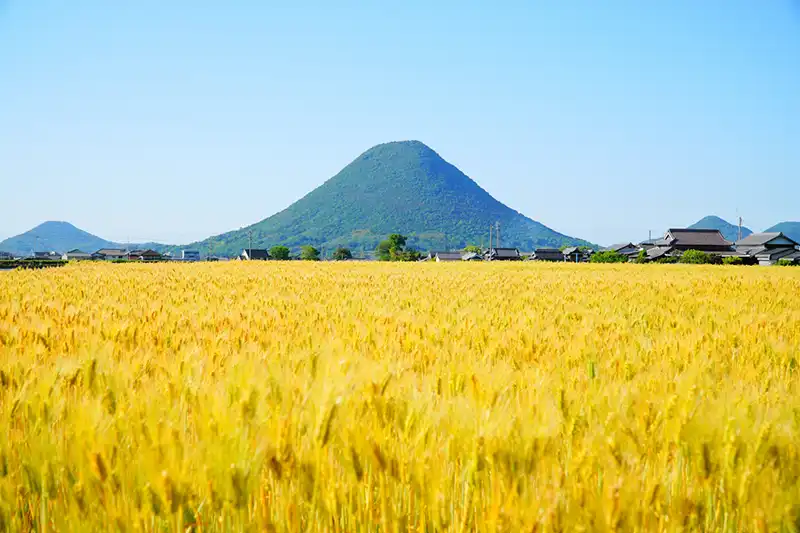 飯野山と小麦畑