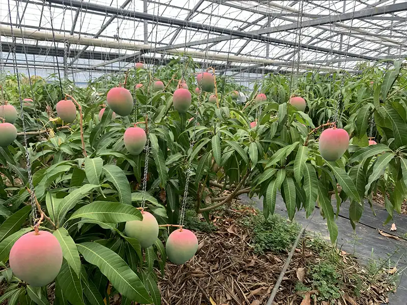 西表島で栽培されるマンゴー