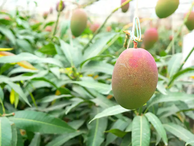 宮崎県で栽培されているマンゴー