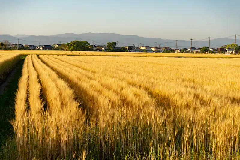 佐賀平野の麦畑