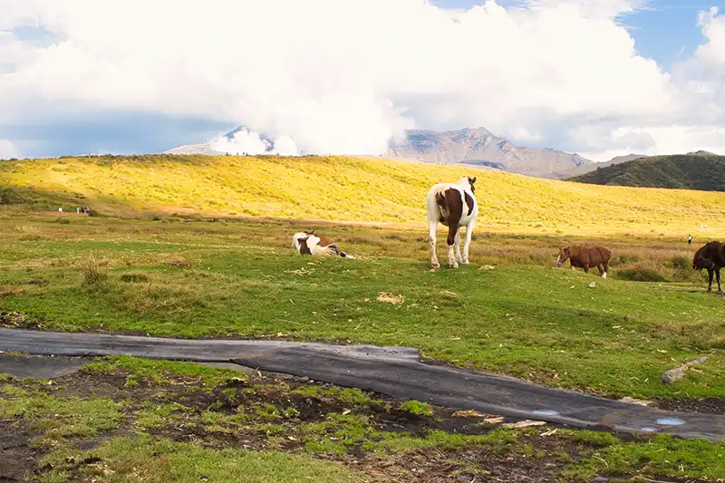 阿蘇の草原で放牧されている馬