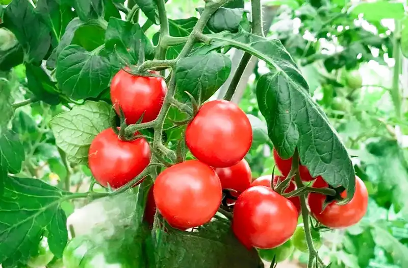 熊本県で栽培されているトマト