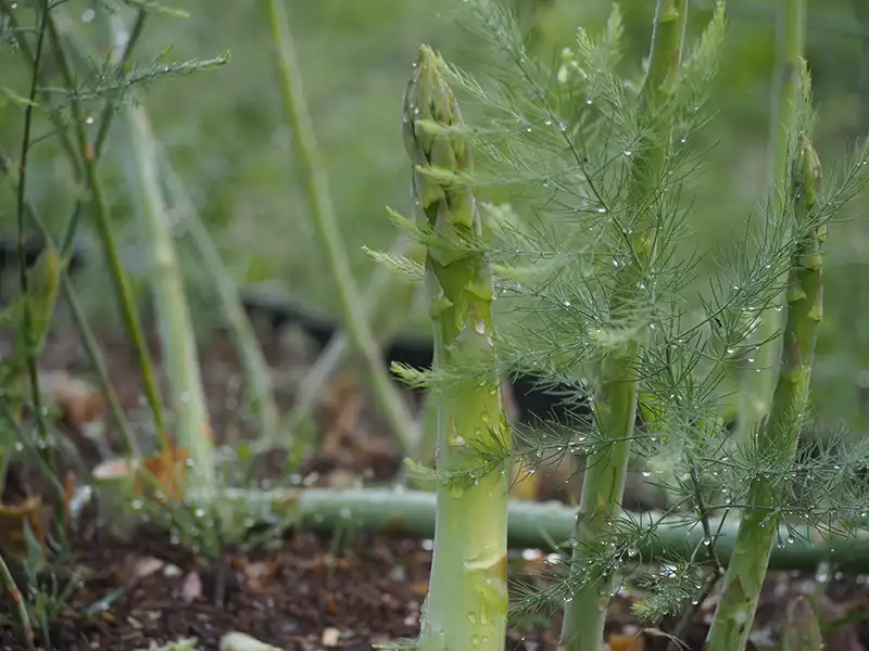 熊本県で栽培されているアスパラガス