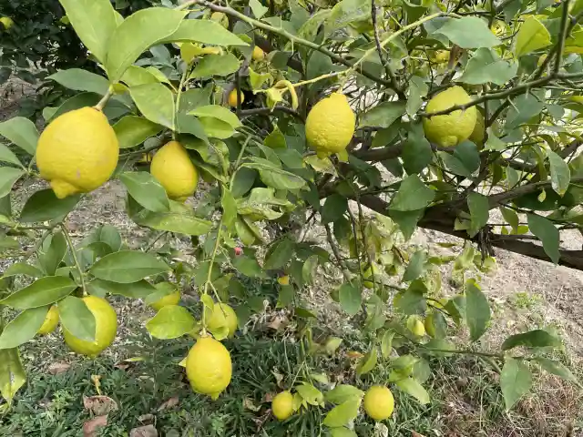 広島のレモンの木